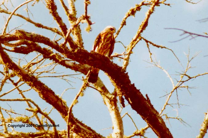 MiKiX08.JPG (62024 bytes)