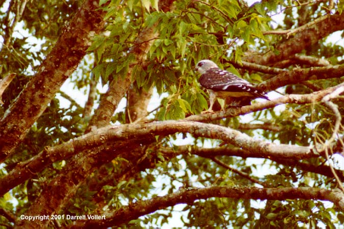 MiKiX09.JPG (85481 bytes)