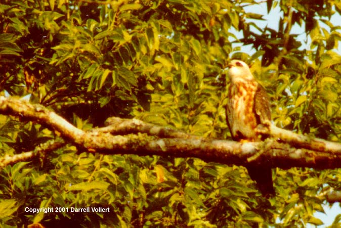 MiKiX11.JPG (72922 bytes)