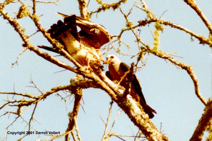 MiKiX13.JPG (58289 bytes)