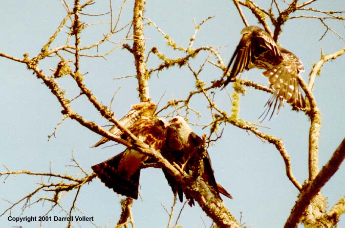 MiKiX14.JPG (63351 bytes)