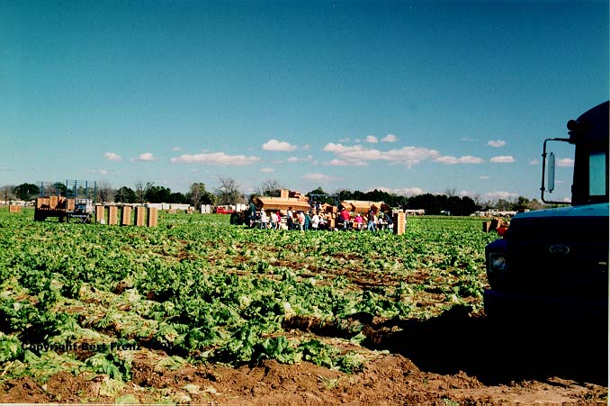 MigranX1.JPG (85484 bytes)