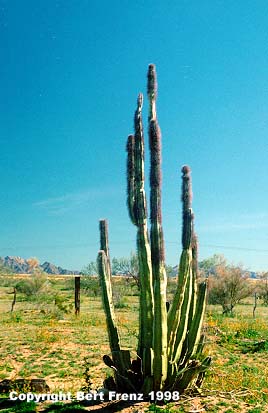 Organ1.jpg(26369 bytes)