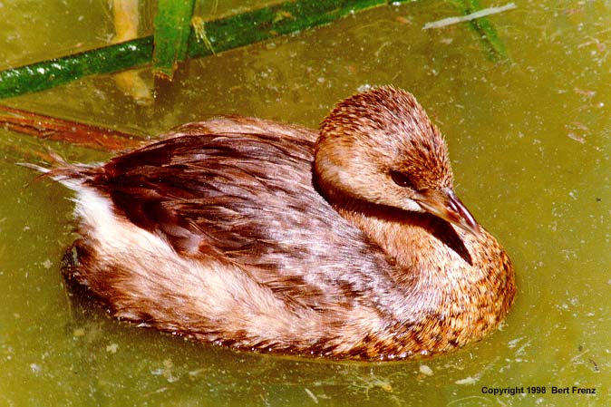 PBGrX02.JPG (75512 bytes)