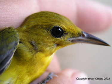 ProWOrtego.JPG (22524 bytes)