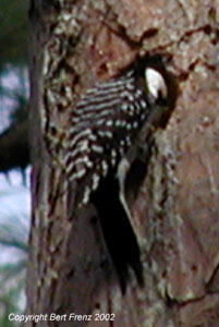 RCWo01s.JPG (17725 bytes)