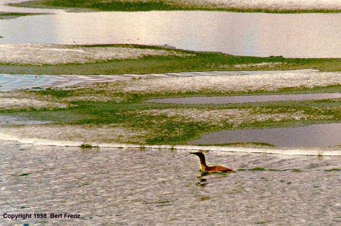 RTLoX04.JPG (68564 bytes)