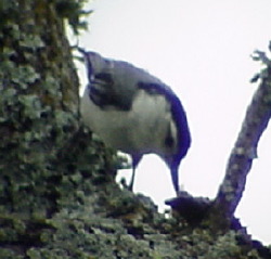 WBNuT01.jpg (20774 bytes)
