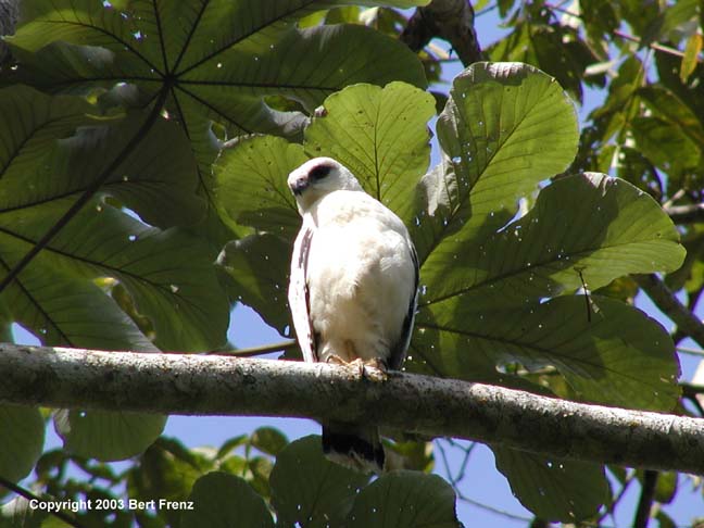 White Hawk, Belize