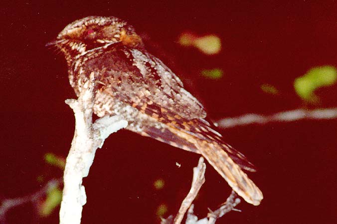 YuNiX01.jpg (40651 bytes)