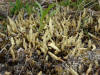 Deadman's Fingers (lichen), Big Stoney River, Denali NP, AK (6/20/12)