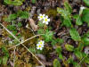 Rock Jasmine, Big Stoney River, Denali NP, AK (6/20/12)