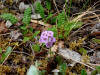 Purple Cress, Big Stoney River, Denali NP, AK (6/20/12)
