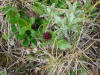 Capitate Valerian, Big Stoney River, Denali NP, AK (6/20/12)