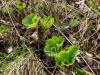 Bearflower, Big Stoney River, Denali NP, AK (6/20/12)