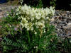 White Northern Oxytrope, Denali Hwy, AK (6/21/12)