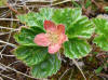 Salmonberry (Rubus spectabilis), Denali Hwy, AK (6/21/12)