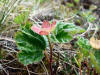 Salmonberry (Rubus spectabilis), Denali Hwy, AK (6/21/12)