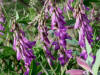 Eskimo Potato, Denali Hwy, AK (6/24/12)