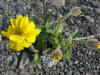 Frigid Arnica, Denali Hwy, AK (6/24/12)