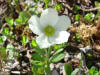 Narcissus-flowered Anemone, Denali Hwy, AK (6/24/12)