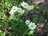 Narcissus-flowered Anemone, Denali Hwy, AK (6/24/12)