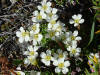 unknown, Denali Hwy, AK (6/24/12)