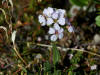 Parry's Wallflower, Denali Hwy, AK (6/24/12)