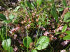 Alpine Azalea, Denali Hwy, AK (6/24/12)