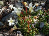 unknown, Denali Hwy, AK (6/24/12)