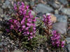 Wooly Lousewort, Denali Hwy, AK (6/24/12)
