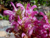 Wooly Lousewort, Denali Hwy, AK (6/24/12)