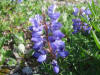 Nootka Lupine, Denali Hwy, AK (6/24/12)