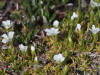 Arctic Sandwort, Denali Hwy, AK (6/24/12)