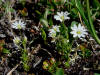 Chickweed (one of several Stellaria sp.), Denali Hwy, AK (6/24/12)
