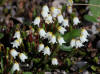 Bell Heather, Denali Hwy, AK (6/24/12)