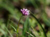 unknown, Denali Hwy, AK (6/24/12)