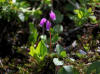 Frigid Shooting Star, Denali Hwy, AK (6/24/12)