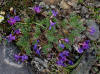 Blackish Oxytrope or Purplish Oxytrope (Oxytropis nigrescens), Denali Hwy, AK (6/24/12)