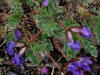 Blackish Oxytrope or Purplish Oxytrope (Oxytropis nigrescens), Denali Hwy, AK (6/24/12)