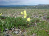 Alaska Poppy, Denali Hwy, AK (6/24/12)