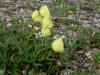 Alaska Poppy, Denali Hwy, AK (6/24/12)