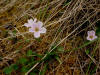 Spring Beauty, Denali Hwy, AK (6/24/12)