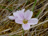 Spring Beauty, Denali Hwy, AK (6/24/12)