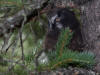 28Jun: Boreal Owl fledgling