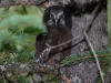 28Jun: Boreal Owl fledgling