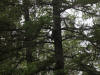 28Jun: Boreal Owl in the tree
