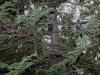 28Jun: Same owl, but with flash