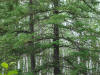 28Jun: Find the owl in the tree