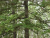28Jun: Find the owl in the tree